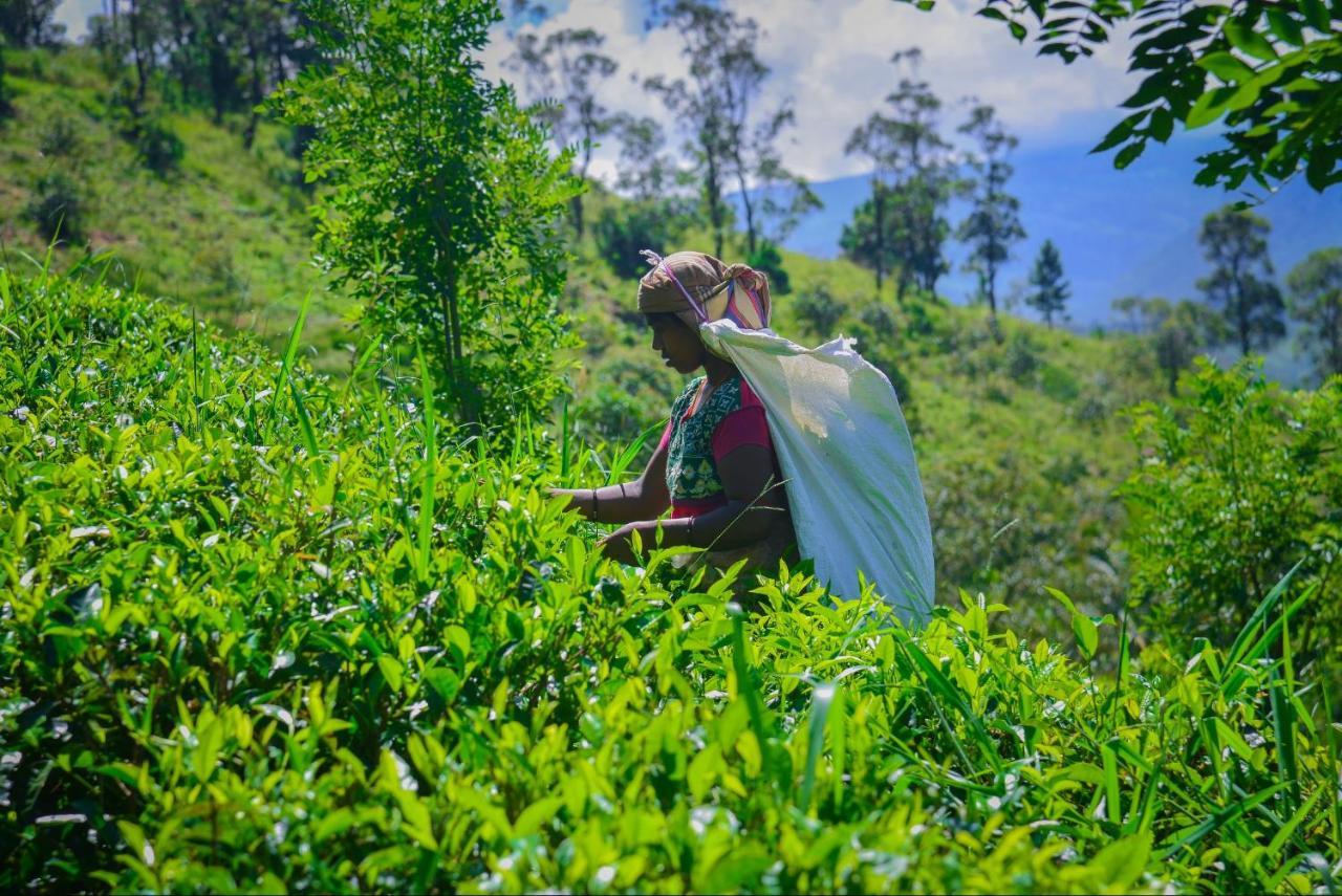 Lak Sewana Home Stay Kandy Dış mekan fotoğraf